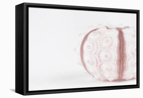 So Pure Collection - Seashell-Philippe Hugonnard-Framed Stretched Canvas