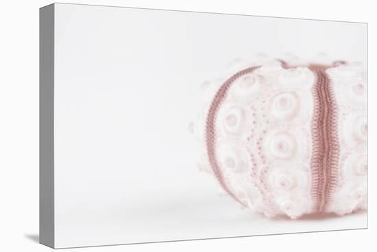 So Pure Collection - Seashell-Philippe Hugonnard-Stretched Canvas