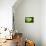 So Pure Collection - Slice of Green Agate-Philippe Hugonnard-Photographic Print displayed on a wall