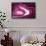 So Pure Collection - Slice of Pink Agate-Philippe Hugonnard-Framed Stretched Canvas displayed on a wall