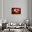 So Pure Collection - Slice of Red Agate-Philippe Hugonnard-Photographic Print displayed on a wall