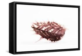 So Pure Collection - Spondylus Seashell-Philippe Hugonnard-Framed Stretched Canvas