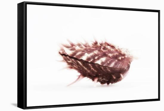 So Pure Collection - Spondylus Seashell-Philippe Hugonnard-Framed Stretched Canvas