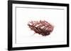 So Pure Collection - Spondylus Seashell-Philippe Hugonnard-Framed Photographic Print