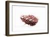 So Pure Collection - Spondylus Seashell-Philippe Hugonnard-Framed Photographic Print