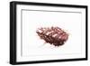 So Pure Collection - Spondylus Seashell-Philippe Hugonnard-Framed Photographic Print