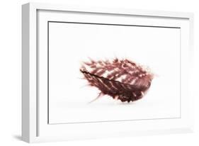 So Pure Collection - Spondylus Seashell-Philippe Hugonnard-Framed Photographic Print