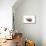 So Pure Collection - Spondylus Seashell-Philippe Hugonnard-Mounted Photographic Print displayed on a wall