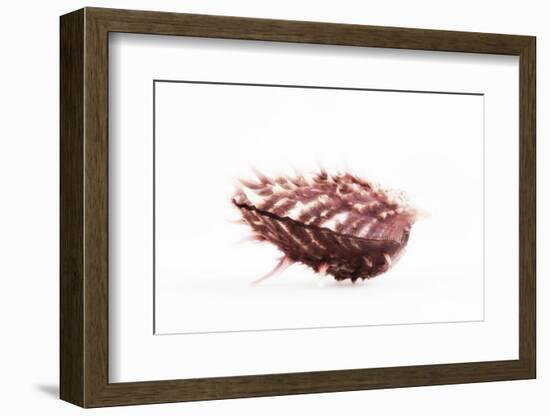 So Pure Collection - Spondylus Seashell-Philippe Hugonnard-Framed Photographic Print