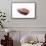 So Pure Collection - Spondylus Seashell-Philippe Hugonnard-Framed Stretched Canvas displayed on a wall