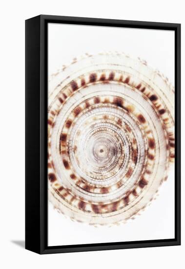 So Pure Collection - Sundial Shell IV-Philippe Hugonnard-Framed Stretched Canvas