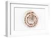 So Pure Collection - Sundial Shell-Philippe Hugonnard-Framed Photographic Print