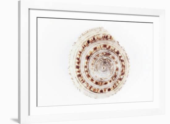 So Pure Collection - Sundial Shell-Philippe Hugonnard-Framed Photographic Print