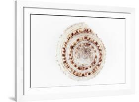 So Pure Collection - Sundial Shell-Philippe Hugonnard-Framed Photographic Print