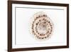 So Pure Collection - Sundial Shell-Philippe Hugonnard-Framed Photographic Print