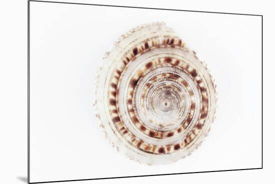 So Pure Collection - Sundial Shell-Philippe Hugonnard-Mounted Photographic Print