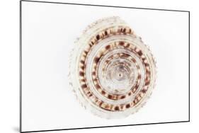 So Pure Collection - Sundial Shell-Philippe Hugonnard-Mounted Photographic Print