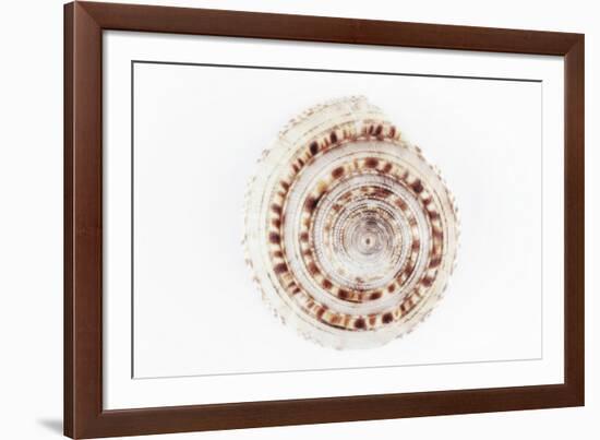 So Pure Collection - Sundial Shell-Philippe Hugonnard-Framed Photographic Print