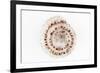 So Pure Collection - Sundial Shell-Philippe Hugonnard-Framed Photographic Print