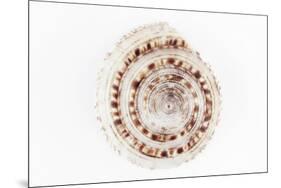 So Pure Collection - Sundial Shell-Philippe Hugonnard-Mounted Photographic Print