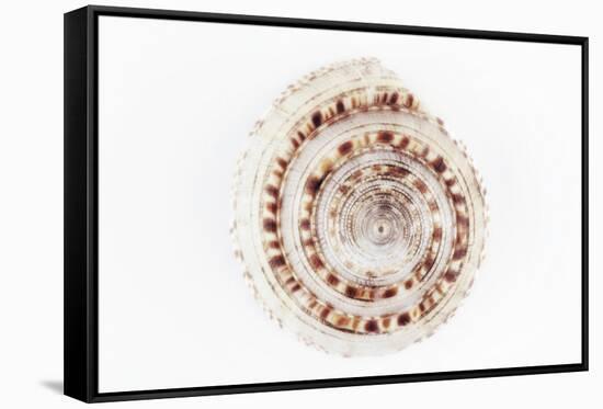 So Pure Collection - Sundial Shell-Philippe Hugonnard-Framed Stretched Canvas