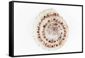 So Pure Collection - Sundial Shell-Philippe Hugonnard-Framed Stretched Canvas