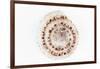 So Pure Collection - Sundial Shell-Philippe Hugonnard-Framed Photographic Print