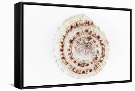 So Pure Collection - Sundial Shell-Philippe Hugonnard-Framed Stretched Canvas