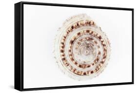 So Pure Collection - Sundial Shell-Philippe Hugonnard-Framed Stretched Canvas