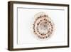 So Pure Collection - Sundial Shell-Philippe Hugonnard-Framed Photographic Print