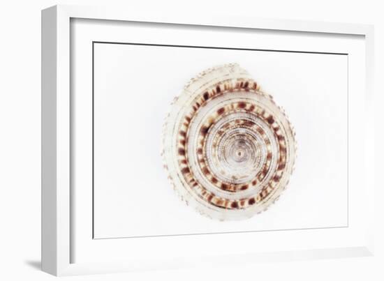 So Pure Collection - Sundial Shell-Philippe Hugonnard-Framed Photographic Print