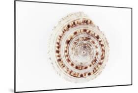 So Pure Collection - Sundial Shell-Philippe Hugonnard-Mounted Photographic Print