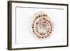 So Pure Collection - Sundial Shell-Philippe Hugonnard-Framed Photographic Print