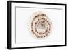 So Pure Collection - Sundial Shell-Philippe Hugonnard-Framed Photographic Print