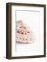 So Pure Collection - Swirl Sundial Sea Shell II-Philippe Hugonnard-Framed Photographic Print