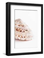 So Pure Collection - Swirl Sundial Sea Shell II-Philippe Hugonnard-Framed Photographic Print