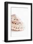 So Pure Collection - Swirl Sundial Sea Shell II-Philippe Hugonnard-Framed Photographic Print