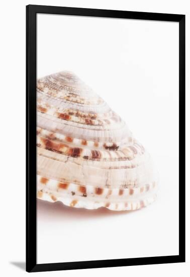 So Pure Collection - Swirl Sundial Sea Shell II-Philippe Hugonnard-Framed Photographic Print