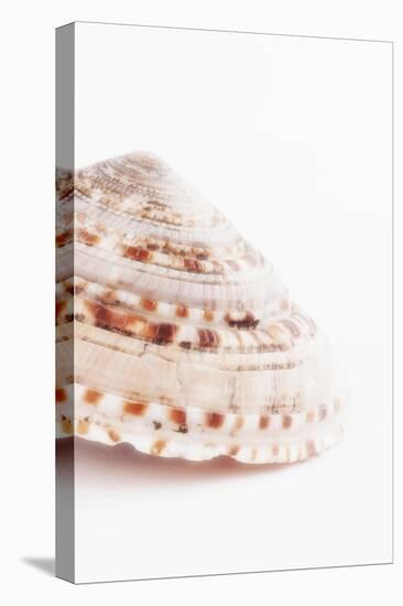 So Pure Collection - Swirl Sundial Sea Shell II-Philippe Hugonnard-Stretched Canvas