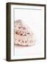 So Pure Collection - Swirl Sundial Sea Shell II-Philippe Hugonnard-Framed Photographic Print