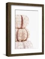 So Pure Collection - Tree White Sea Urchin shells II-Philippe Hugonnard-Framed Photographic Print