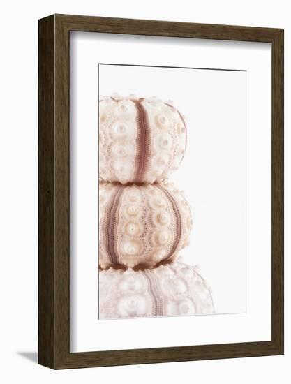 So Pure Collection - Tree White Sea Urchin shells II-Philippe Hugonnard-Framed Photographic Print