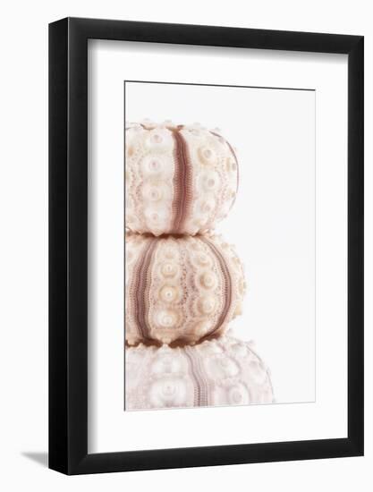 So Pure Collection - Tree White Sea Urchin shells II-Philippe Hugonnard-Framed Photographic Print