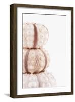 So Pure Collection - Tree White Sea Urchin shells II-Philippe Hugonnard-Framed Photographic Print