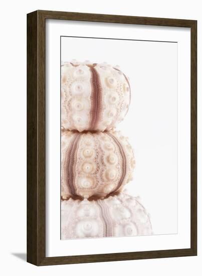 So Pure Collection - Tree White Sea Urchin shells II-Philippe Hugonnard-Framed Photographic Print