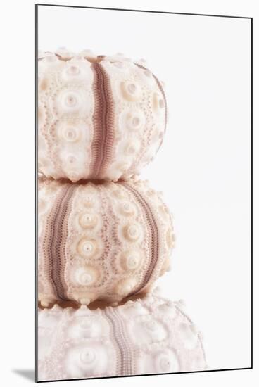 So Pure Collection - Tree White Sea Urchin shells II-Philippe Hugonnard-Mounted Premium Photographic Print