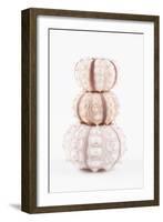 So Pure Collection - Tree White Sea Urchin shells-Philippe Hugonnard-Framed Photographic Print
