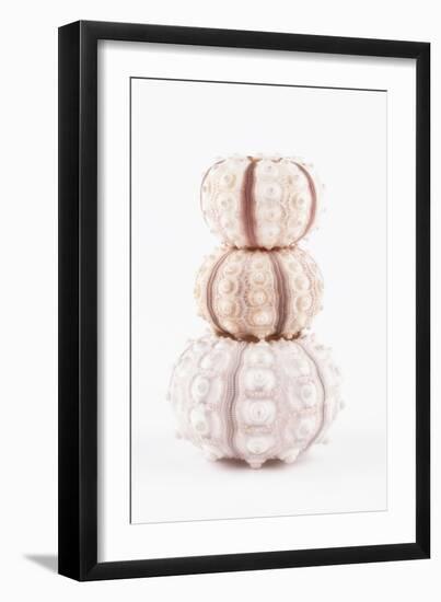 So Pure Collection - Tree White Sea Urchin shells-Philippe Hugonnard-Framed Photographic Print