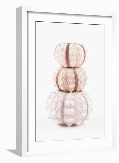 So Pure Collection - Tree White Sea Urchin shells-Philippe Hugonnard-Framed Photographic Print