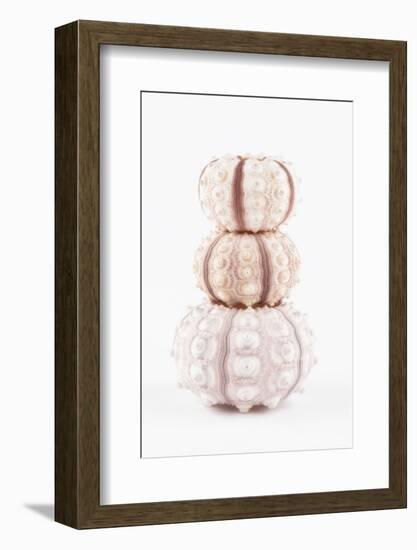 So Pure Collection - Tree White Sea Urchin shells-Philippe Hugonnard-Framed Photographic Print